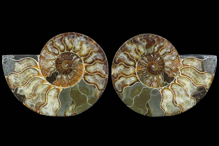 Cut & Polished Ammonite Fossil - Agatized #91160